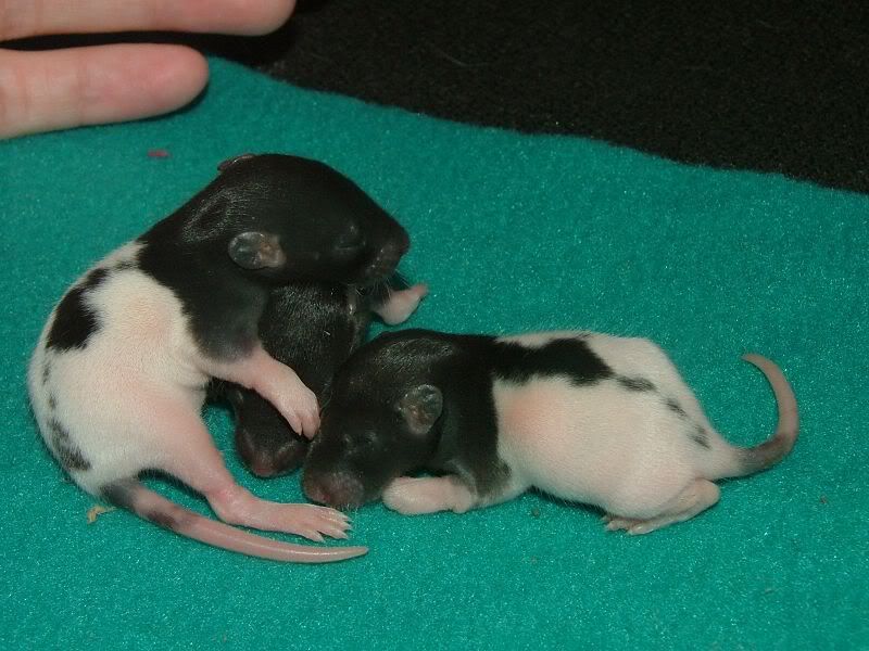 Need some help(orphaned baby rats) Paw Talk Pet Forums